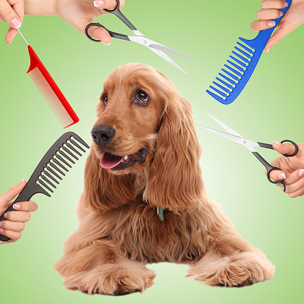 dog grooming